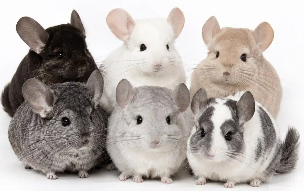 mutations du chinchilla