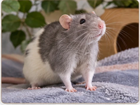 Rat - Choisir nac