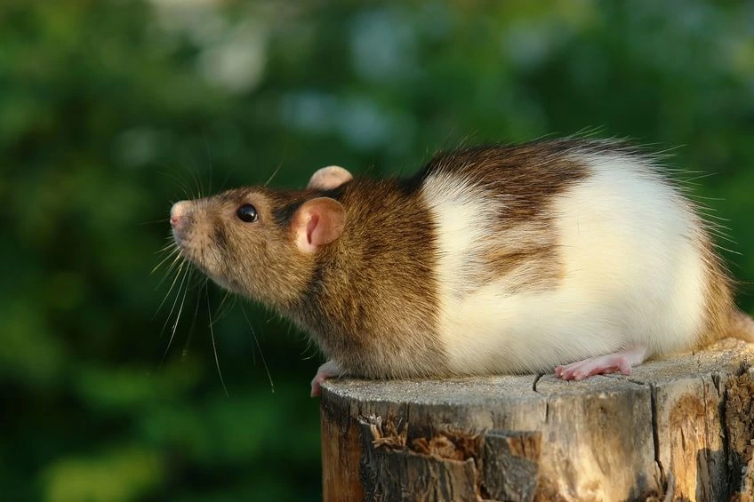 Rat - Pourquoi adopter un NAC