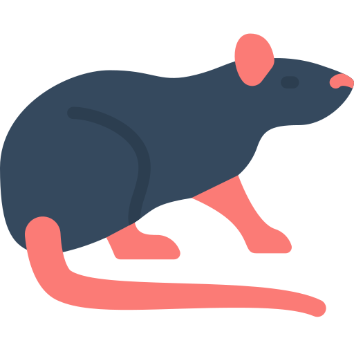rat