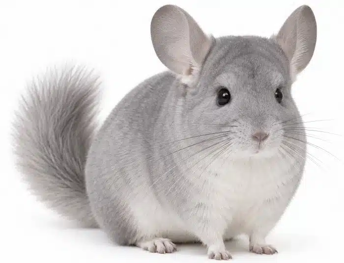 saphir-mutations du chinchilla