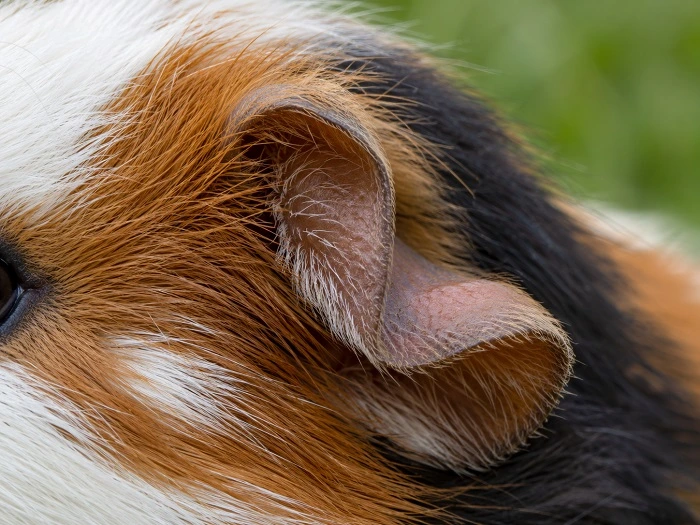 Anatomie du cochon d'Inde - Oreille