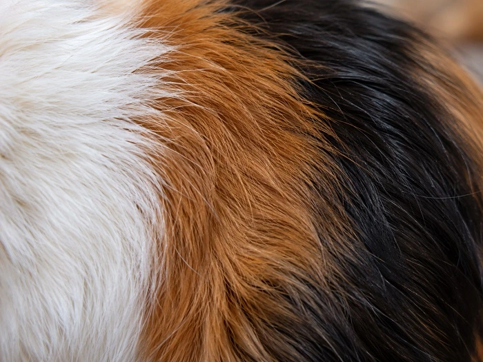 Anatomie du cochon d'Inde - Pelage