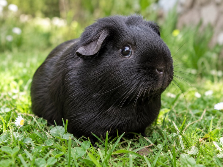 Origine du cochon d'Inde - Cochon d’Inde noir