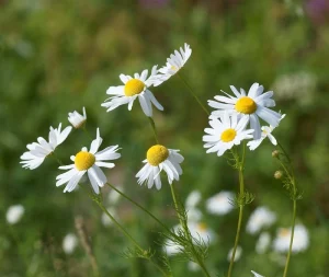Phytothérapie pour les NACs - Camomille