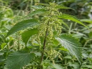 Phytothérapie pour les NACs - Ortie