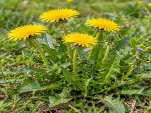 Phytothérapie pour les NACs - Pissenlit