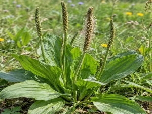 Plantain